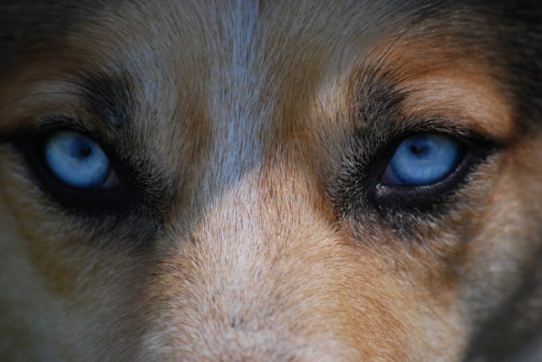 communication animale a distance dans quel cas